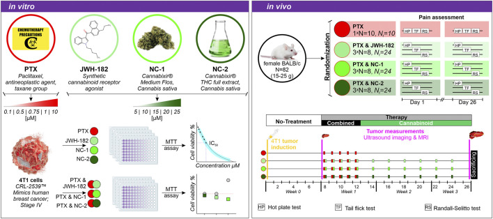 In vitro and in vivo study schematic. In vitro: Comparison of paclitaxel (PTX) and cannabinoids JWH-182, NC-1, NC-2 affecting 4T1 cells, used in MTT assay for cell viability. In vivo: Study on female BALB/c mice randomized into groups with different treatments (PTX, PTX with JWH-182, PTX with NC-1, PTX with NC-2). Pain assessment using hot plate, tail flick, and Randall-Selitto tests across different days. Timeline includes tumor induction, combination therapy, and measurement of tumor with ultrasound imaging and MRI, concluding with sacrificing.