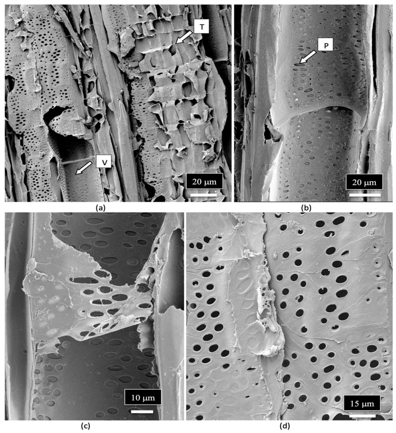 Magnified images of the vessel elements and tracheids found in the stem of a cannabis mother plant as viewed under the scanning electron microscope. (a) The longitudinal arrangement and size of the vessel elements (V) and tracheids (T) are shown side-by-side. (b) A close-up view of a vessel element cell showing the presence of pit openings (P) along the walls. (c,d) Magnified views of the pit openings that line the walls of the vessel elements. Pit opening apertures range from 3 μm to 10 μm in diameter.