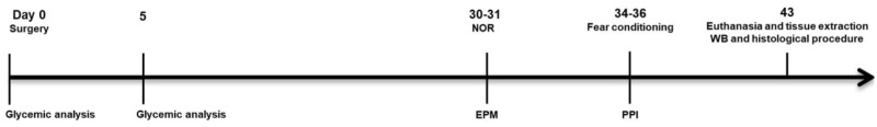 Timeline of the experimental design. Thirty days after receiving AEA (100 ng) and/or STZ (2 mg/kg), rats were submitted to behavioral tasks to detect early deficits of emotional and non-emotional memories and sensorimotor gating. One week after the end of behavioral tasks, the animals were sacrificed for either neurochemical analysis of their hippocampi by Western Blotting (WB) or histological analyses of their brains.