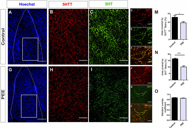 Serotoninergic innervation is altered in the amygdala of adult PEE mice. Images of coronal sections of adult male mouse brains with Hoechst staining (A,G) and immunostained for 5HTT (B,D,H,J) and 5HT (C,E,I,K). Sections at the level of the amygdala of a Control (A–F) and PEE brain (G–L). Merge images (F,L) show that fibers containing 5HTT also contain 5HT. In (A,G) photomicrographs, the cingulum is indicated with the abbreviation cing. Area covered by 5HTT+ fibers (%, M), area covered by 5HT+ (%, N), and Manders’ overlap coefficient (O). Data expressed as the mean ± SEM (Control n = 4 each one from four different control litters, PEE n = 4 each one from four different PEE litters); all parameters were analyzed by Student’s t-test (*p < 0.05, ***p < 0.001). Scale bar: 150 μm (A,G), 50 μm (B,C,H,I), and 10 μm (D–F,J–L).