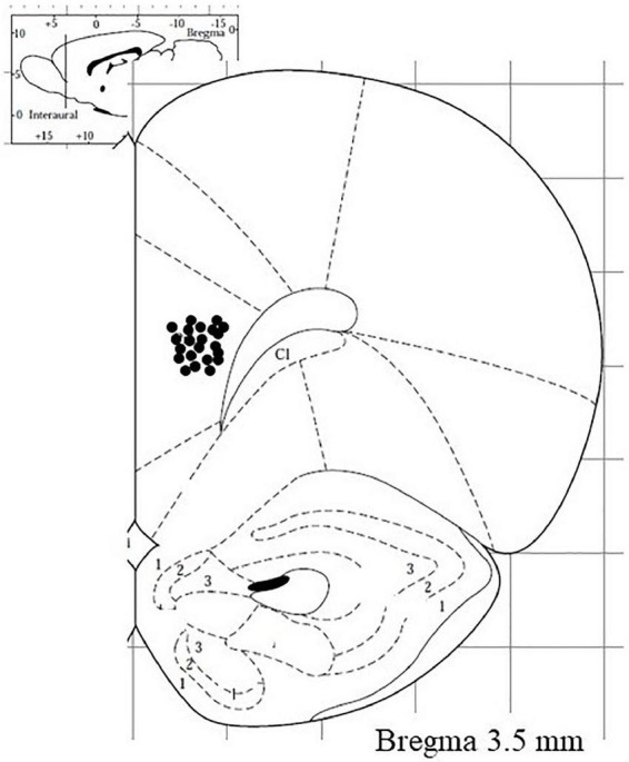 Visual representation of microdialysis probe tracks (deeper point) in the medial prefrontal cortex of rats subjected to neurochemical experiments.