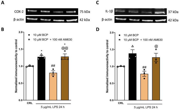 The anti-inflammatory property of BCP depends on the CB2 receptor. Illustrative blots were created using antibodies directed against COX-2 (A), IL-1β (C), or β-actin. The quantitative analysis of immunoreactive bands (B,D) showed that the increased levels of pro-inflammatory proteins COX-2 (B) and IL-1β (D), induced on HaCaT cells by 5 µg/mL of LPS for 24 h, are reduced by 10 µM BCP. The CB2 antagonist AM630 blocks the anti-inflammatory effect of BCP. * p < 0.05 vs. CRL, ## p < 0.01 vs. LPS, @ p < 0.05 and @@ p < 0.01 vs. BCP (ANOVA + Tukey’s w-test). Δ represented LPS alone. ○ represented CRL alone.
