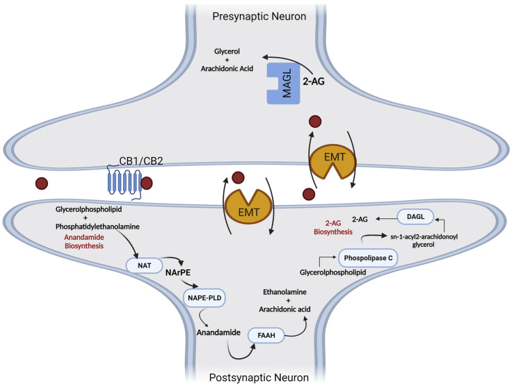 Metabolic pathways involved in the synthesis and degradation of anandamide (5) and 2-arachidonyl glycerol (6). AA—arachidonic acid; 2-AG-2—arachidonylglycerol; DAGL—diacylglycerol lipase; EMT—membrane transporters; FAAH—fatty acid amide hydrolase; MAGL—monoacylglycerol lipase; NAPE-PLD—N-arachidonylphosphatidylethanolamine phospholipase D; NArPE—N-acylphosphatidylethanolamine; NAT—N-acyltransferase; PLC—phospholipase C.