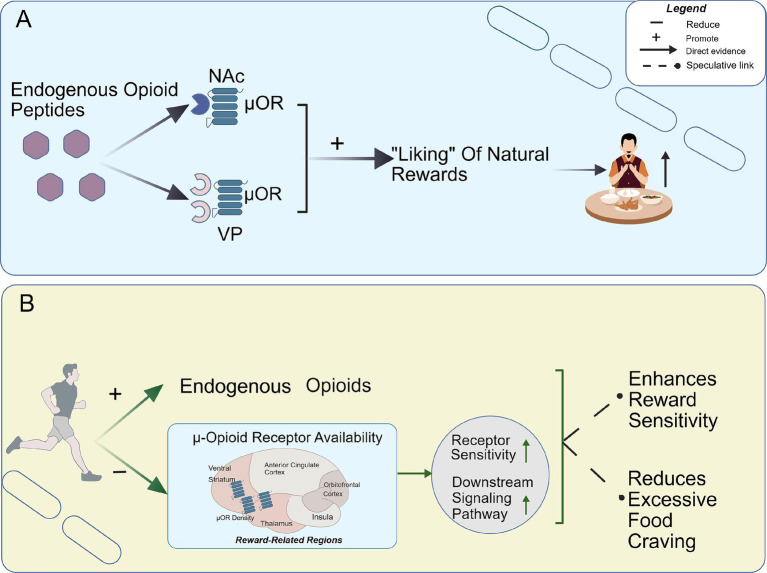 Diagram with two panels. Panel A illustrates endogenous opioid peptides interacting with mu-opioid receptors in the nucleus accumbens and ventral pallidum to promote the liking of natural rewards, depicted by a person enjoying food. Panel B shows exercise increasing endogenous opioids, influencing mu-opioid receptor availability in several brain regions, which raises receptor sensitivity and signaling, enhancing reward sensitivity while reducing excessive food craving, as shown in a stylized brain region diagram and supporting text.