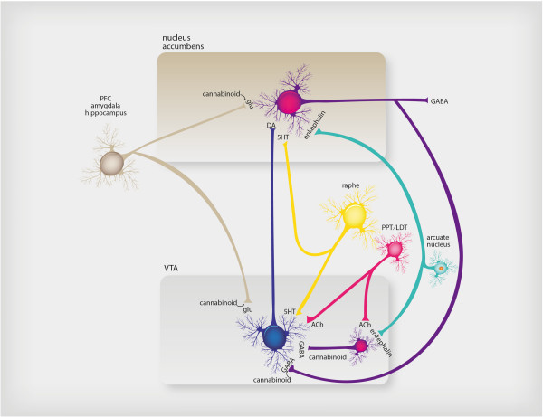 Neurotransmitter regulation of reward-seeking behavior. The common pathway of reward-seeking behavior in the brain is the mesolimbic dopamine pathway. This pathway is modulated by many naturally occurring substances in the brain in order to deliver normal reinforcement to adaptive behaviors (such as eating, drinking, sex) and thus to produce “natural highs,” such as feelings of joy or accomplishment. These neurotransmitter inputs to the reward system include the brain’s own morphine/heroin (i.e., endorphins such as enkephalin), the brain’s own cannabis/marijuana (i.e., anandamide), the brain’s own nicotine (i.e., acetylcholine), and the brain’s own cocaine/amphetamine (i.e., dopamine itself), among others. The numerous psychotropic drugs of abuse that occur in nature bypass the brain’s own neurotransmitters and directly stimulate the brain’s receptors in the reward system, causing dopamine release and a consequent “artificial high.” Thus alcohol, opiates, stimulants, marijuana, benzodiazepines, sedative hypnotics, hallucinogens, and nicotine all affect this mesolimbic dopaminergic system.