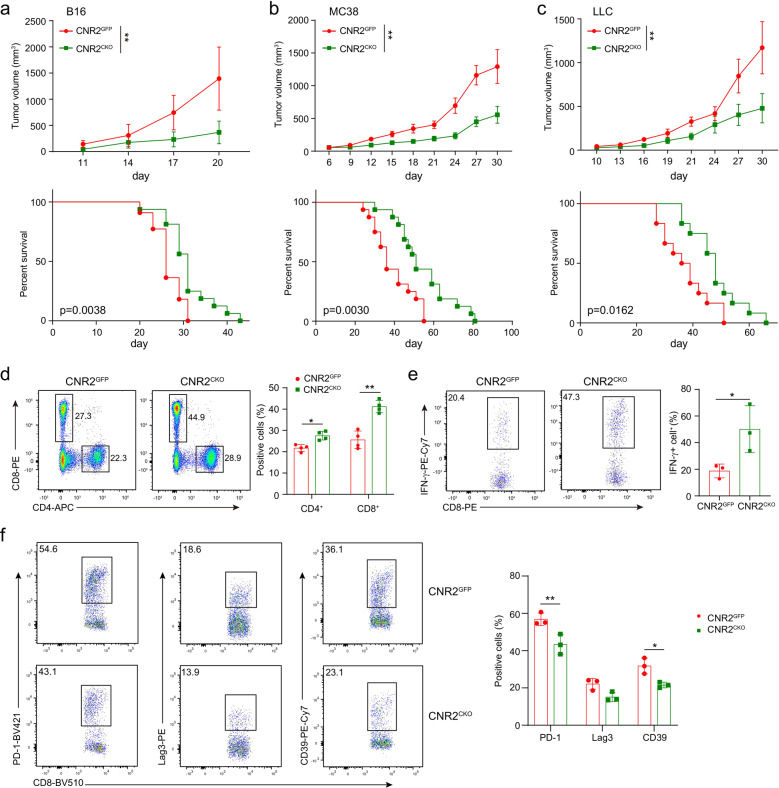 CNR2 facilitates tumor development by suppressing immune response. Tumor growth and survival were assessed in B16 (a), MC38 (b) and LLC (c) models in Cnr2GFP and Cnr2CKO mice. Data are representative of three independent experiments. Statistical significance was assessed by ordinary one-way ANOVA or log-rank (Mantel–Cox) test of survival curve, mean ± SEM. **P < 0.01. d Flow cytometric analysis of CD4+ and CD8+ T cells of Cnr2GFP and Cnr2CKO mice bearing B16 tumor. e The production of IFN‐γ in CD8+ T cells from B16 tumors was assessed by flow cytometric analysis. Data are representative of three independent experiments. Statistical significance was assessed by two-way ANOVA (d) or two-tailed unpaired Student’s t-test (e), mean ± SD, *P < 0.05, **P < 0.01. f Flow cytometry (left) and quantification (right) of PD-1, LAG3, and CD39 positive cells in Cnr2GFP and Cnr2CKO OT-I cells from B16-OVA tumors. Two-tailed unpaired Student’s t-test, mean ± SD, *P < 0.05, **P < 0.01.