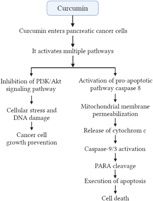 Mechanisms of apoptosis by curcumin in pancreatic cancer prevention.