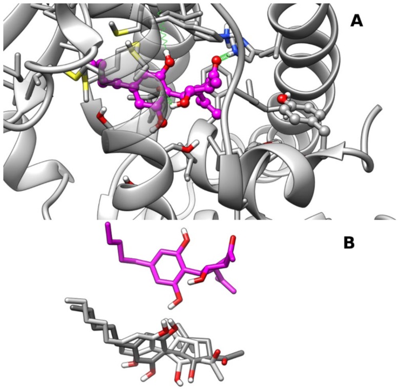 Representative frames from MD of PPARα–CBM complexes: Panel (A) A ball-and-stick representation is used for the heavy atoms of the ligand, and a stick representation is used for the protein sidechain within 5 Å of the ligand. Protein carbon atoms are colored in dark gray according to ribbon for protein and in magenta for CBM. Hydrogen, nitrogen, oxygen, and sulfur atom are painted white, blue, red, and yellow, respectively. Half-transparency is employed for the ribbon representation of protein regions overlying ligands in the selected view. A “green spring” representation is adopted for H-bonds involving ligand atoms. Panel (B) Stick representation of CBM poses in clust2 (light gray), clust3 (dark gray), and clust1 (magenta) after best fitting of protein backbone. CBM pose in clust1 was translated vertically for clarity.