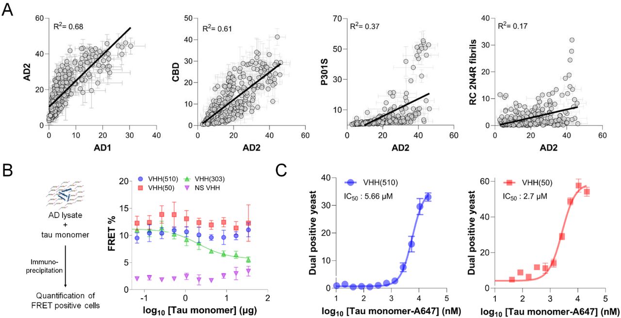 Discovery of VHHs selective for AD seeds.(A) Correlation between the percentage of FRET-positive cells detected by an IP-and-seeding assay for the top 300 VHH clones, tested with distinct tau seed sources. Shown are pairwise comparisons between two independent AD samples (leftmost panel), an AD and a CBD sample (second panel), an AD sample and P301S lysate (third panel), and an AD sample with heparin-induced recombinant fibrils (rightmost panel). Figures S2 and S3 provide additional data and analyses. (B) Left: schematic of a competition experiment testing whether excess monomeric 2N4R tau interferes with VHH-mediated pull-down of AD-derived seeds in an IP-and-seeding assay. Right: the resulting FRET signal observed in v2L tau biosensor cells for anti-tau VHH(510), VHH(50), and VHH(303), as well as a non-specific VHH (NS VHH), across increasing concentrations of monomeric tau. (C) Determination of IC50 values for anti-tau VHH(510) (left) and VHH(50) (right) against Alexa-647–labeled 2N4R monomer. Here, the percentage of dual-positive yeast cells (i.e., cells displaying a given VHH on their surface and binding the labeled tau) is plotted against increasing concentrations of fluorophore-labeled tau.