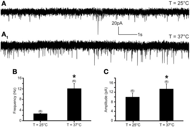 Excitatory neurotransmission to DMV neurons is potentiated by TRPV1 at physiological temperatures. (A) Continuous recording of mEPSCs at 25°C (A) and after elevation of temperature from 25 to 37°C (A1) in TTX (1 μM). (B,C). Bar graph summarizing the effect of temperature on mEPSC frequency (B) and mEPSC amplitude (C). *Significance (p < 0.05).