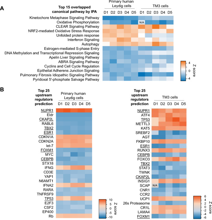 Enrichment of canonical pathway and upstream regulators prediction in CBD-treated primary human Leydig and TM3 cells using Ingenuity Pathway Analysis. A Heatmap visualization of top canonical pathways that overlap in primary human Leydig and TM3 cells using genes differentially expressed on each day comparing negative control and CBD-treated cells from day 1 to 5. B Heatmap visualization of top predicted upstream regulators from the differentially expressed genes from days 1 to 5. Overlapped upstream regulators are underlined. Blue represents down-regulation and orange represents up-regulation upon CBD treatment