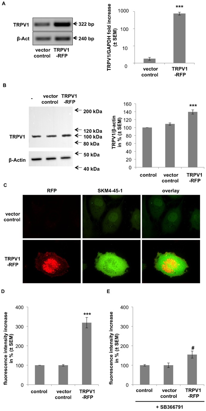 Overexpression of TRPV1 leads to an increase in SKM4-45-1 uptake in human endothelial cells.(A) Verification of TRPV1 mRNA overexpression in EA.hy926 cells. Cells were transfected with a TRPV1 encoding plasmid conjugated to a red fluorescence protein (TRPV1-RFP) or an empty vector control. Effectiveness of overexpression was verified by RT-PCR (left panel) and quantitative real time (q) PCR (right panel). Values show % TRPV1 corrected for GAPDH as compared to empty vector (vector control) (n = 3; ± SEM); *** indicates p ≤ 0.001 significance as compared to control. (B) Verification of TRPV1 protein overexpression in EA.hy926 cells. Effectiveness of TRPV1-RFP overexpression was verified by western blot using antibodies against TRPV1 and β-Actin, as indicated, and quantified by ImageJ® (right panel). Values show % TRPV1 corrected for β-Actin as compared to untreated and empty vector controls (n = 3; ± SEM); *** indicates p ≤ 0.001 significance as compared to control. (C) Single cell fluorescence images of SKM4-45-1 accumulation in control EA.hy926 cells and cells overexpressing TRPV1-RFP (at 100× magnification). RFP expression (left panel; red signal) and SKM4-45-1 uptake (middle panel; green signal) was measured after 30 minutes incubation and single channel pictures where overlaid (right panel). (D) Columns represent SKM4-45-1 accumulation in untransfected EA.hy926 cells, vector control cells and cells overexpressing TRPV1-RFP. SKM4-45-1 uptake was measured after 30 minutes incubation. Values show % fluorescence as compared to untransfected controls (n = 3; ± SEM); *** indicates p ≤ 0.001 significance as compared to untransfected control. (E) Columns represent SKM4-45-1 accumulation in control EA.hy926 cells, cells overexpressing TRPV1 in the presence of SB366791. SKM4-45-1 uptake in untransfected, empty vector control transfected and TRPV1-RFP transfected EA.hy926 was measured after 30 minutes simultaneous incubation of 1 µM SKM4-45-1 with 10 µM SB366791. Values show % fluorescence as compared to untransfected controls (n = 3; ± SEM). There is no significant difference to untransfected controls. # indicates p ≤ 0.01 significant decrease as compared to TRPV1-RFP transfected cells without SB366791 treatment.