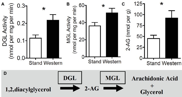 2-AG biosynthesis and degradation are upregulated in small intestine during obesity. Hydrolytic activity of DGL (A) and MGL (B) are increased in mice maintained on western diet (WD) when compared to controls fed a standard diet (SD). Levels of the endocannabinoid, 2-AG, are increased in jejunum mucosa of WD mice, when compared to SD mice (C). 2-AG is formed by the hydrolysis of its 1,stearoyl,2-arachidonoyl-sn-glycerol precursor by DGL and is subsequently degraded by MGL into arachidonic acid and glycerol (D). Data expressed as mean ± S.E.M. Analyzed using Student’s two-tailed t-test. n = 6 per condition, *p < 0.05.
