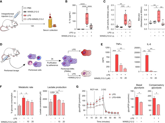In vivo and ex vivo protective and anti-inflammatory potential of WIN55,212-2. (A) Schematic representation of the LPS-induced sepsis model. (B) Serum IL-1β levels after 12h of intraperitoneal (i.p.) administration of PBS (Control), WIN55,212-2 (5mg/kg), LPS (20mg/kg) or LPS plus WIN55,212-2 (n=7-12). (C) Assessment of the clinical parameters LDH and bilirubin in the serum of mice treated with the indicated conditions (n=5-8). (D) Protocol for peritoneal macrophages (PMΦs) isolation and activation. (E) Cytokine production by ex vivo stimulated PMΦs with medium, LPS (10 ng/mL) or LPS plus the indicated doses of WIN55,212-2 (n=4). (F) Percentage of glucose consumption and lactate concentration measured from cell-free supernatants of PMΦs treated with medium, LPS or LPS plus the indicated doses of WIN55,212-2 (n=6). (G) Real-time analysis of glycolytic Proton Efflux Rate (glycoPER) of PMΦs after 18h stimulation with LPS or LPS plus WIN55,212-2 at basal conditions and after sequential addition of rotenone plus antimycin A (ROT+AA) and 2-deoxyglucose (2-DG). Graphs representing basal as well as compensatory glycolysis are included on the right (n=3). Statistical significance was determined by One-way ANOVA or Unpaired t test. *P<0.05, **P<0.01, ***P<0.001 and ****P<0.0001.