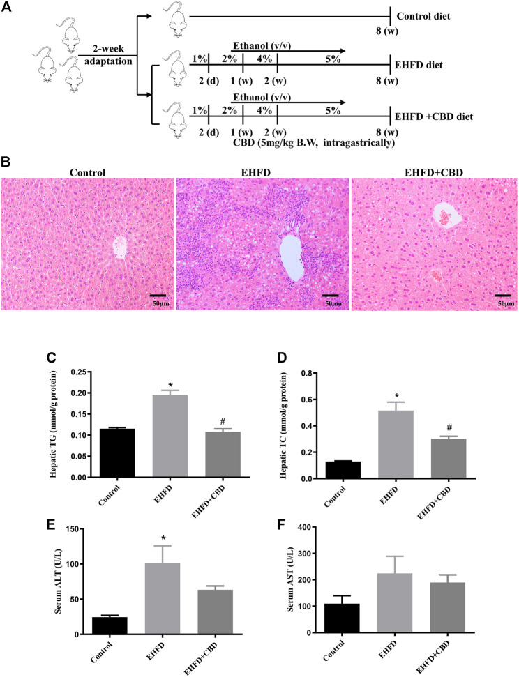 CBD treatment ameliorated steatohepatitis induced by EHFD diet. Mice were fed ethanol plus high-fat high cholesterol diet for 8 weeks with or without CBD treatment. Control mice were fed a standard chow diet. The animal experiment protocol (A). Representative H&E staining of liver sections (magnification ×200) (B). Levels of hepatic TG (C) and TC (D). Levels of serum ALT (E) and AST (F). Values represent mean ± SEM (n = 6–8/group). *p < 0.05 vs the control group; #p < 0.05 vs the EHFD group.