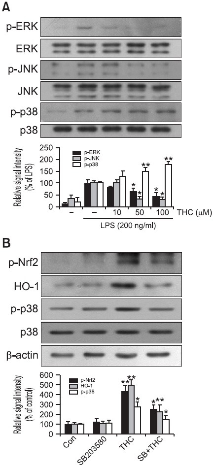 THC-induced Nrf2 phosphorylation was mediated by p-38 MAPK. BV2 microglial cells were stimulated with 200 ng/ml LPS in the absence or presence of THC. (A) Western blot analysis was then performed to evaluate the activation of MAP kinases signaling pathways (top: representative image, bottom: quantitative analysis). Phosphorylation of p38 was increased in a concentration-dependent manner, but phosphorylation of ERK and JNK was decreased with THC treatment, suggesting that p-38 might play an important role in the THC-induced Nrf2 phosphorylation. (B) BV2 microglia cells were pretreated with the p38 inhibitor, SB203580 (5 μM), for 1 hr prior to THC treatment. THC-induced Nrf2 phosphorylation was blocked via p38 inhibition (top: representative image, bottom: quantitative analysis), indicating that p38 is responsible for the THC-induced phosphorylation of Nrf2. β-Actin was used as an internal control. Images are representative of three independent experiments that shows similar results. Quantitative analysis was carried out using densitometric analysis. *p<0.05 and **p<0.01 indicate statistically significant differences from treatment with LPS alone.