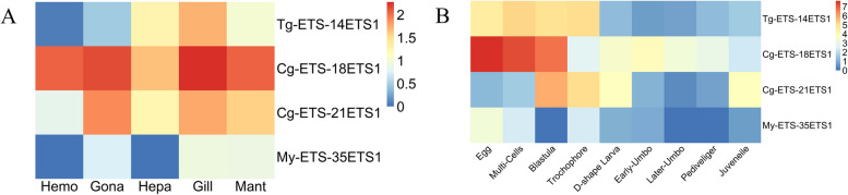 Heatmap of ETS1 expression profiles (TPM) in different developmental stages and different tissues in three bivalves. The heatmap utilizes a blue-to-red color scale to depict the relative expression levels, where blue indicates low expression, and red represents high expression. A Expression of ETS1 genes during embryonic development. B Expression of ETS1 genes in adult tissues. For more information on other ETS gene expression profiles, please refer to Additional file 2