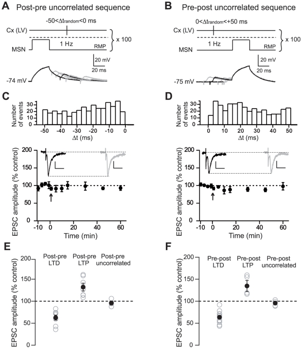 Uncorrelated random paired stimulations failed to induce significant long-term synaptic plasticity.(A–B) Uncorrelated post-pre (A) and pre-post (B) SDDP protocols consisted in varying randomly postsynaptic subthreshold depolarizations and presynaptic stimulations delays for each sweep of the pairing period Δtrandom (range of random delays: −50 to 0 ms for post-pre sequences and 0 to +50 ms for pre-post sequences). Below: examples of five consecutive postsynaptic MSN recordings (superimposed raw traces) during post-pre (A) and pre-post (B) random pairings. (C–D) Mean effect of pairing with random delays for post-pre (n = 4 MSNs) (C) and for pre-post (n = 4 MSNs) (D) sequences. An absence of long-term synaptic efficacy changes was observed in both groups (post-pre and pre-post random pairings). Insets: EPSCs evoked before (black traces) or 60 minutes after the uncorrelated sequences (grey traces). Scale bars are 50 pA and 20 ms. Arrows indicate the cellular conditioning protocol. Upper panels show the distribution of random pairing delays across all cells for uncorrelated post-pre (−50<Δtrandom<0 ms) (E) and pre-post (0<Δtrandom<+50 ms) (F) SDDP sequences. (E–F) Long-term synaptic efficacy changes are illustrated for post-pre (E) and pre-post (F) correlated and uncorrelated paired SDDP. Open grey circles represent individual experiments and black circles represent average values. Post-pre (−50<Δtrandom<0 ms) or pre-post (0<Δtrandom<+50 ms) uncorrelated paired stimulations did not induce significant long-term plasticity in contrast to correlated pairings.