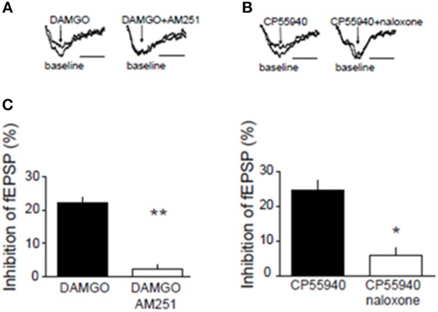 Presynaptic inhibitory CB1R and MOR interact in the NAcC. Representative field potential responses (fEPSP) before (baseline) and after drug application (arrow) (A,B). The CB1R antagonist AM251 blocked the fEPSP inhibition induced by the selective MOR agonist DAMGO in rat NAcC slices (C, left panel). Conversely, the OR antagonist naloxone prevented the inhibition of fEPSP induced by the CB1R agonist CP55940 in rat NAcC slices (C, right panel). Data represent mean ± S.E.M. percent fEPSP inhibition after drug application. *p < 0.05; **p < 0.01 vs. DAMGO and CP55940. N = 5–8 per treatment group.