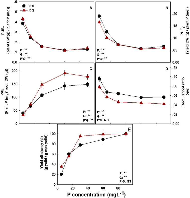 Phosphorus efficiency parameters for two medical cannabis cultivars RM (A) and DQ (B). P utilization efficiency for total dry weight (A), P utilization efficiency for yield dry weight (B), phosphorus acquisition efficiency (C), Root/shoot ratio (D), and yield efficiency (E). Presented data are averages ± SD (n = 5). Results of two-way ANOVA indicated as **P < 0.05, F-test; NS, not significant P > 0.05, F-test. In the ANOVA results, P*G, the interaction between P and genotype.