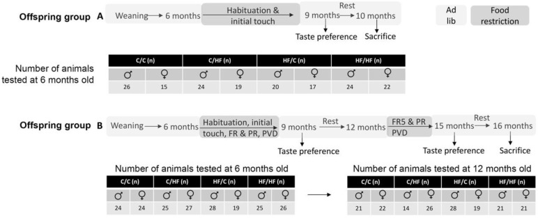 Schematic of offspring testing protocol and schedule. Offspring in group A underwent a shortened testing protocol and tissues were collected at 10 months of age. Animals in group B underwent a longitudinal testing protocol and tissues were collected at 16 months of age.