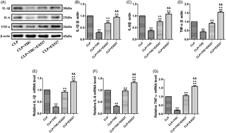 EX527 blunted THC induced amelioration of inflammatory response in renal tissues in septic mice. (A) Representative blots. (B) IL-1β expression. (C) IL-6 expression. (D) TNF-α expression. (E) Relative IL-1β mRNA level. (F) Relative IL-6 mRNA level. (G) Relative TNF-α mRNA level. Data were presented as the mean ± SEM (n = 6 in each group). **p< .01 vs. the CLP group, ^^p< .01 vs. the CLP + THC group, &&p< .01 vs. the CLP + THC + EX527 group.