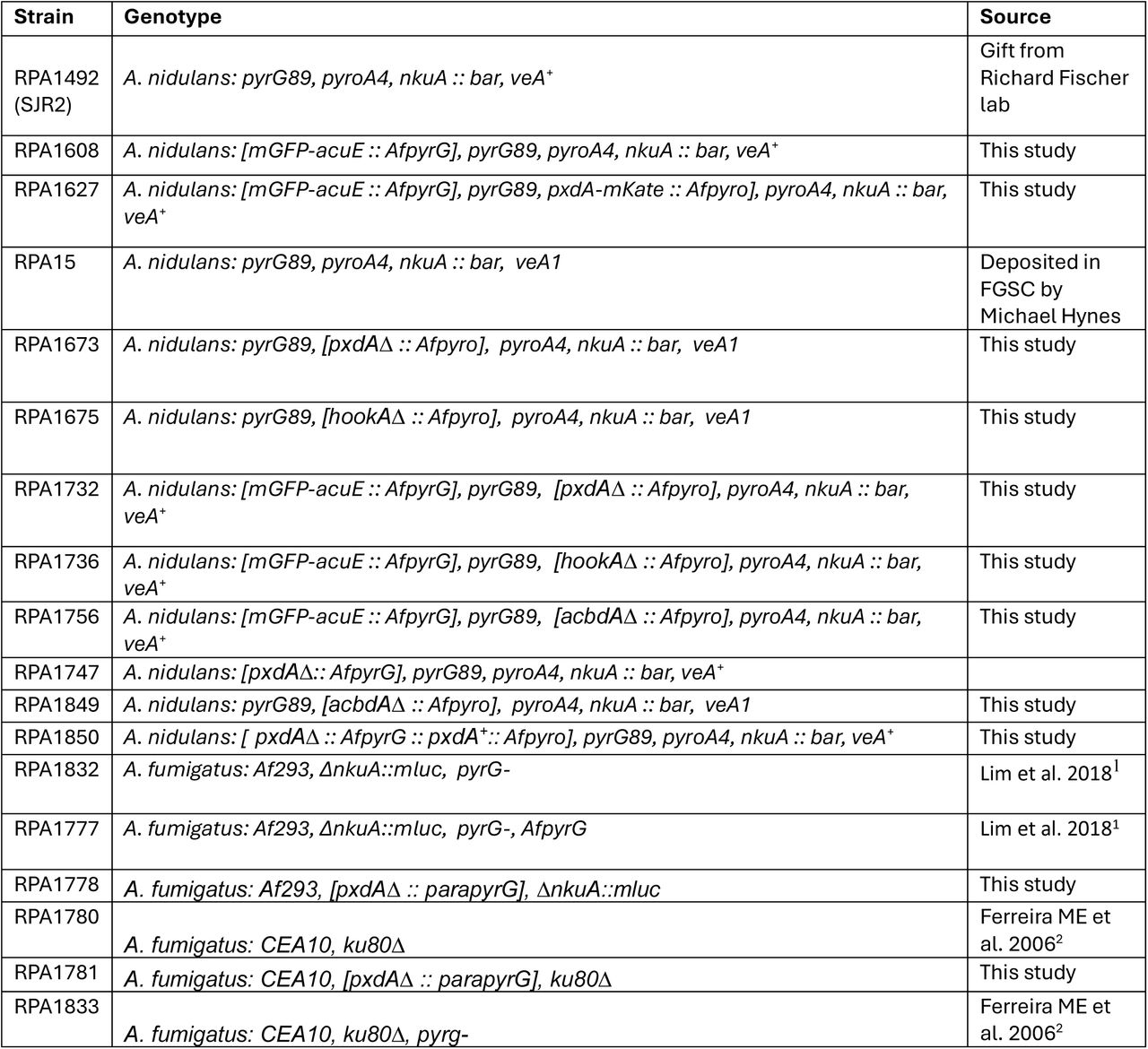 Strains used in this study.