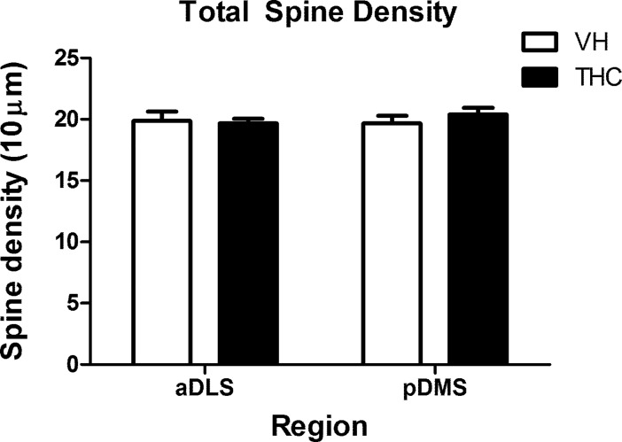 Dendritic spine density in the whole dendrite.The picture shows dendritic spine density analysed in the dendrites as a whole for VH- and THC-treated animals (n = 8 per group) in aDLS and pDMS MSN dendrites. No statistically significant differences were observed. Data is presented as the mean ± s.e.m.