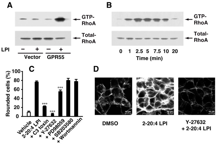 Involvement of the activation of RhoA-ROCK in 2-arachidonoyl LPI-induced and GPR55-dependent cell rounding and stress fiber formation. (A) Activation of RhoA. Empty-vector-transfected or GPR55-expressing HEK293 cells were challenged with vehicle (DMSO) or 2-arachidonoyl LPI (1 µM) at 37 °C for 5 min. (B) Time course of RhoA activation. GPR55-expressing cells were challenged with 2-arachidonoyl LPI (1 µM) at 37 °C for the indicated periods. (C) Effects of various inhibitors on 2-arachidonoyl LPI-induced RhoA activation. GPR55-expressing cells were pretreated with vehicle, C3 toxin (20 µg/mL, 24 h), Y-27632 (20 µM, 1 h), wortmannin (500 nM, 1 h), PD98059 (20 µM, 1 h), or SB203580 (20 µM, 1 h) and then with 1 µM 2-arachidonoyl LPI for 5 min. Statistical analyses were performed with one-way analysis of variance (ANOVA), followed by Tukey–Kramer multiple comparison test. The values are means ± SDs of five determinations. *** p < 0.001 versus 2-arachidonoyl LPI alone. (D) 2-Arachidonoyl LPI-induced stress fiber formation. Vehicle or Y-27632 (20 µM, 1 h)-treated GPR55-expressing cells were challenged with 1 µM 2-arachidonoyl LPI for 5 min. Scale bar, 10 μm. The results are representative of three independent experiments, which gave similar results (A,B,D).