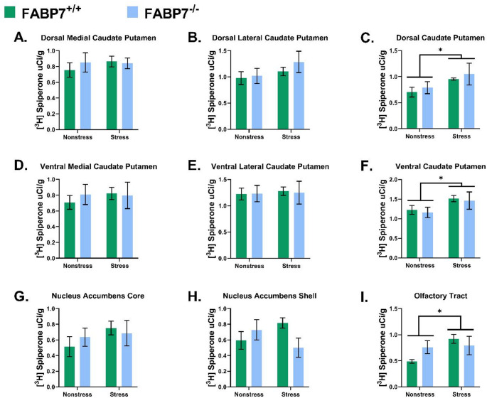 [3H] Spiperone binding within each measured region in FABP7+/+ and FABP7−/− under control versus stress paradigm. (A) dorsal medial caudate putamen (CPu); (B) dorsal lateral CPu; (C) dorsal CPu; (D) ventral medial CPu; (E) ventral lateral CPu; (F) ventral CPu; (G) Nucleus accumbens (NAc) core; (H) NAc shell; (I) Olfactory tract. Two-way ANOVA, n = 9–10/group, bar represent mean ± SEM, * indicates statically significant difference in an overall stress effect at p < 0.05