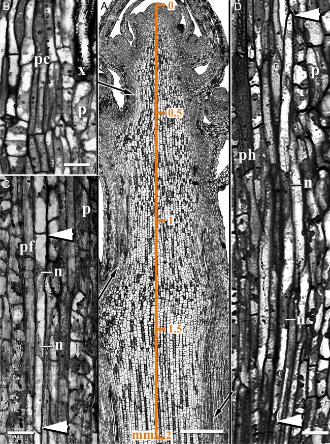 Early stages of primary phloem fibre development in hemp. (A) A longitudinal almost median section of the apical part of the hemp stem showing (B) procambial cells, (C) primary phloem fibres at the stage of symplastic growth and (D) primary phloem fibres at the stage of intrusive growth. Procambial strands that can be identified at 0.4 mm from the SAM give rise to primary phloem fibres (pf). At a distance of 1.2–1.5 mm from the SAM, parenchyma cells (p) are found between the procambium (pc) and the fibres, confirming that the procambium had ceased to form primary fibres below this stem region. Primary phloem fibres at the stage of symplastic growth—narrow, elongated cells with at least two elongated nuclei (n)—still have flat ends (marked by arrowheads). Fibre ends become tapered when the intrusive growth of primary fibres starts. Arrows indicate position of B, C and D on A. Distance (mm) from the shoot apex is indicated in A. n, nuclei; ph, phloem; x, xylem. Bar: A = 200 µm, B–D = 10 µm.