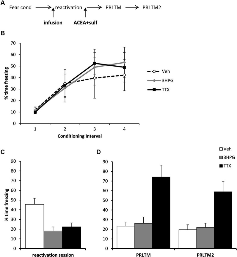 Prevention of memory destabilization by TTX, but not 3HPG. (A) Schematic representation of the experimental procedure. Rats were infused with TTX or HPG prior to memory reactivation, and then ACEA + Sulf immediately after the reactivation session. (B) There were no differences in contextual freezing at conditioning during the pre-shock (1), inter-shock (2 and 3) and post-final shock (4) intervals. (C) Intra dorsal hippocampal infusions of 3HPG and TTX impaired the expression of contextual fear at memory reactivation. (D) TTX impaired contextual fear memory destabilization. Contextual freezing was assessed 24 h (PRLTM) and 7 days (PRLTM2) after memory reactivation. TTX-infused rats froze more than 3HPG- and vehicle-infused rats at both tests. Data presented as mean + s.e.m. (N = 5 per group).