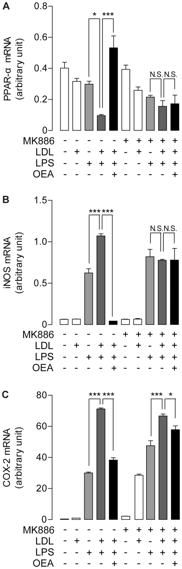 OEA suppressed LPS-induced inflammation mediated through PPAR-α signaling.The effect of OEA combined with or without MK886 on mRNA expression levels of PPAR-α (A), iNOS (B) and COX-2 (C), assessed by real-time quantitative PCR, on RAW246.7 cells treated with LPS, LDL or LPS/LDL. Vehicle, saline; LPS, 0.5 μg/ml; LDL, 50 μg/ml; OEA, 50 μM; MK886, 10 μM. * p<0.05, *** p<0.001, one-way ANOVA, n = 6.