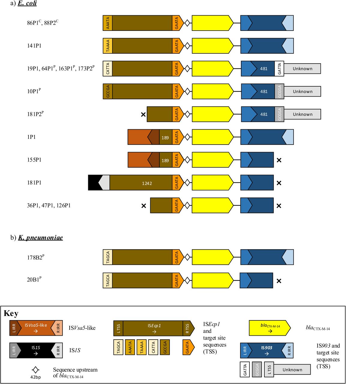 Schematic of aligned genetic contexts for blaCTX-M-14 in study Escherichia coli and Klebsiella pneumoniae. Features of interest are highlighted in the figure key. White numbers within open reading frames denote truncated sequence length (bp). Isolates harbouring this genetic context are listed to the left of the figure. “x” denotes contig breaks. P denotes plasmid contexts; c chromosomal contexts.