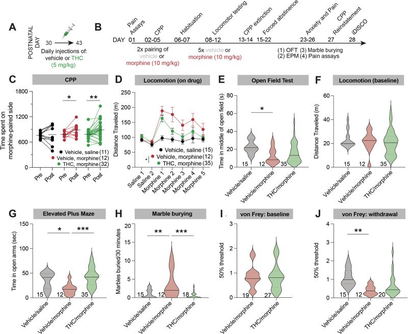 Effects of adolescent THC exposure on behavioral responses to morphine administration later in life.A Timeline of THC or vehicle injections during adolescence. Injections were repeated once per day for 14 total days. B Timeline of morphine injections and behavioral testing during adulthood. C Time spent in the morphine-paired chamber in the pre-test and post-test (in the vehicle/saline-paired group, both chambers were paired with saline). Vehicle/saline 762 s pre, 778 s post, p = 0.22; Vehicle/morphine 783 s pre vs. 887 s post, p = 0.038; THC/morphine 785 s pre vs. 887 s post, p = 0.0017. D Mice treated with THC during adolescence showed an overall reduction in morphine-induced locomotion relative to mice treated with saline during adolescence. Repeat measures two-way ANOVA between conditions p = 0.045; Tukey’s multiple comparisons tests morphine day 1 p = 0.68, morphine day 2 p = 0.24, morphine day 3 p = 0.31, morphine day 4 p = 0.50, morphine day 5 p = 0.75. Vehicle/saline-treated mice are shown for comparison but were not included in statistical tests. Two-way ANOVA only included morphine injection days, not habituation days. For this and all figures, error bars = SEM, ns p > 0.05, *p < 0.05, **p < 0.01, ***p < 0.001, ****p < 0.0001. E Repeated morphine administration led to a reduction in the time spent in the center of an open field relative to mice treated with saline during adolescence, and saline during adulthood. Adolescent THC exposure blunted this reduction. One-way ANOVA p = 0.027; pairwise t-tests, vehicle/saline vs. vehicle/morphine 22.66 s vs. 12.55 s, p = 0.030; vehicle/saline vs. THC/morphine 22.66 s vs. 15.85 s, p = 0.077; vehicle/morphine vs. THC/morphine 12.55 s vs. 15.85 s, p = 0.59. F There was no difference in locomotion during the five-minute open field test between groups. Two-way ANOVA p = 0.63. G Repeated morphine administration led to a reduction in the time spent in the open arms of an elevated plus maze, indicative of anxiety-like behavior relative to mice treated with saline during adolescence, and saline during adulthood. Adolescent THC exposure prevented this morphine-induced anxiety. One-way ANOVA p = 0.0004; pairwise t-tests, vehicle/saline vs. vehicle/morphine 34.97 s vs. 17.84 s, p = 0.035; vehicle/saline vs. THC/morphine 34.97 s vs. 42.39 s, p = 0.35; vehicle/morphine vs. THC/morphine 17.84 s vs. 42.39 s, p = 0.0002. H Repeated morphine administration led to an elevation in the number of marbles buried, indicative of anxiety-like behavior relative to mice treated with saline during adolescence, and saline during adulthood. Adolescent THC exposure prevented this morphine-induced anxiety. One-way ANOVA p = 0.0006; pairwise t-tests, vehicle/saline vs. vehicle/morphine 0.93 vs. 3.67, p = 0.0048; vehicle/saline vs. THC/morphine 0.93 vs. 0.50, p = 0.83; vehicle/morphine vs. THC/morphine 3.67 vs. 0.50, p = 0.0006. I Mice given saline vs. THC during adolescence showed no difference in baseline mechanical sensitivity. Vehicle/morphine vs. THC/morphine 0.85 g vs 0.86 g, p = 0.93. J Repeated morphine administration led to a reduction in the 50% mechanical threshold, indicative of pain hypersensitivity relative to mice treated with saline during adolescence, and saline during adulthood. Adolescent THC exposure blunted this morphine-induced pain hypersensitivity. One-way ANOVA p = 0.0032; pairwise t-tests, vehicle/saline vs. vehicle/morphine 1.09 vs. 0.42, p = 0.0027; vehicle/saline vs. THC/morphine 1.09 vs. 0.69, p = 0.052; vehicle/morphine vs. THC/morphine 0.42 vs. 0.69, p = 0.30.