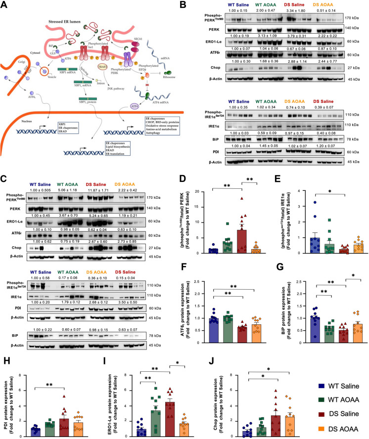 Pharmacological inhibition of CBS ameliorates the aberrant unfolded protein response in the Dp(17)3Yey/ + mouse brain. A Schematic illustration of the UPR signaling network. B, C Representative immunoblots of the UPR nodes quantified in whole-brain homogenates from B male and C female mice. Densitometric determination of the expression levels of D the active phosphorylated-to-the total PERK, E the active phosphorylated-to-the total IRE1α, and F the cleaved, active, 50-kDa fragment of the activating transcription factor 6 (ATF6f) along with the densitometric analysis for protein-quality control chaperones G BiP, H PDI, I ERO1-Lα, and J Chop. β-actin served as the loading control. Each bar represents the mean ± SEM of 10 animals per experimental group, 5 males and 5 females; each dot represents one animal; *p ≤ 0.05 and **p ≤ 0.01