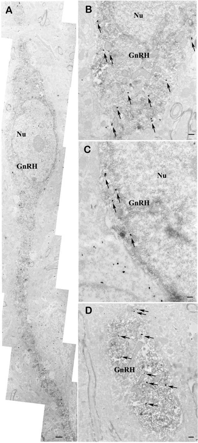 Co-localization of nNOS and GnRH in the preoptic area of mice. Electron micrographs showing strong nNOS immunogold labeling in GnRH neurons (A–D). The nNOS-immunoreactivity (nNOS-IR) is detected with highly electron dense gold–silver particles (arrows), while the presence of the electron dense DAB chromogen identifies the GnRH-IR structures. nNOS-IR characterizes both perikarya (A–C) and dendrites (A,D) of GnRH neurons. Low-power micrograph (A) illustrates the overall presence of nNOS-IR in the perikaryon and processes of a fusiform GnRH neuron. High-power micrographs (B–D) depict the localization of nNOS-IR in the perinuclear cytoplasm (B,C) and the dendritic domain (D) of immunolabeled GnRH neurons. Note the expression of nNOS in a neuron located left to the double-labeled GnRH cell (C). Scale bar = 1 μm in (A) and 0.4 μm in (B–D), Nu, nucleus; GnRH, gonadotropin-releasing hormone neuron.