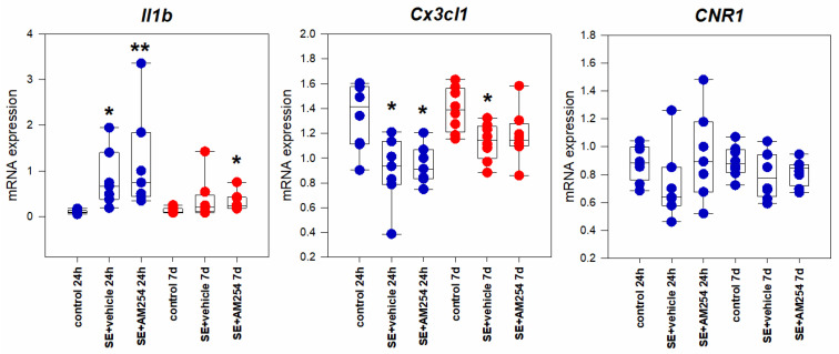 Il1b, Cx3cl1, and CNR1 expression in the entorhinal cortex 24 h and 7 days after SE in rats with no SE (control), vehicle-treated treated rats (SE + vehicle), and AM251-treated rats (SE + AM251). Data are represented as medians with interquartile ranges; dots represent individual values for each rat. * statistically significant differences at p < 0.05; ** statistically significant differences at p < 0.005, in comparison with the corresponding control group, Kruskal–Wallis test.