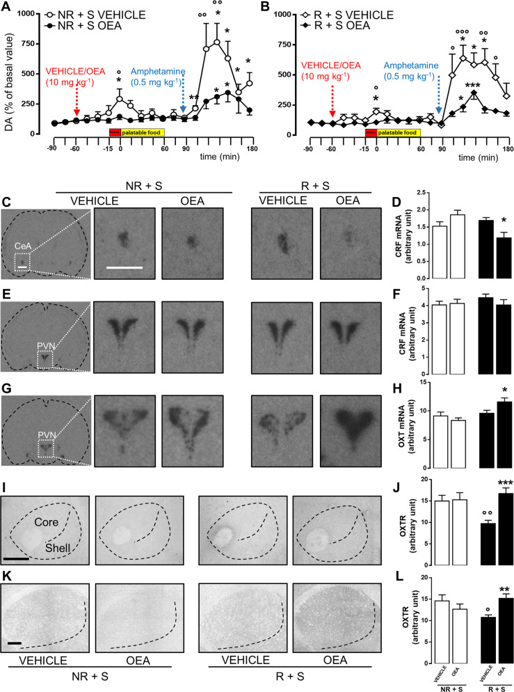 OEA treatment dampened AcbSh DA release induced by stress exposure or amphetamine challenge. OEA treatment affected CRF, oxytocin mRNA levels, and oxytocin receptor expression in bingeing rats.Time course of extracellular DA levels (expressed as % of basal values) measured in the nucleus accumbens shell of NR + S (non restricted + stressed, a, N = 9–11) and R + S (restricted + stressed, b, N = 6–9) rats during microdialysis experiment. The first three samples were collected before treating rats with vehicle (veh) or OEA (10 mg kg−1, i.p.) and used as baseline (NR + S baseline = 225.5 ± 43.66; R + S baseline = 205.1 ± 21.07, no statistically significant difference); 45 min after treatment, rats were subjected to the stress procedure for 15 min and subsequently received the HPF for 60 min. Thirty minutes after the end of HPF exposure, rats were administered with amphetamine (0.5 mg kg−1, subcutaneous injection (s.c.)). Data are expressed as mean ± SEM. *P < 0.05; **P < 0.01; ***P < 0.001 vs the mean of the first three samples (basal values) within the same group (Dunnett’s multiple-comparison test). °P < 0.05; °°P < 0.01; °°°P < 0.001 vs OEA-treated rats in the same time point of the same diet regimen group (Bonferroni’s test for between-group comparisons). Red arrow: veh or OEA (10 mg kg−1, i.p.) administration; blue arrow: amphetamine administration (0.5 mg kg−1, s.c.). Representative in situ hybridization images (scale bar = 1 mm) of CRF mRNA expression within the central amygdala (CeA, c), CRF, and oxytocin mRNA in the paraventricular nucleus (PVN, e, g) of NR + S (non restricted + stressed) and R + S (restricted + stressed) rats treated with either vehicle (veh) or OEA (10 mg kg−1, i.p.), and sacrificed 60 min after the treatment. Semiquantitative densitometric analyses of CRF mRNA in the CeA (d), and CRF and oxytocin mRNA in the PVN (f, h, respectively) of NR + S and R + S rats treated with either veh or OEA (10 mg kg−1, i.p.), and sacrificed 60 min after treatment. Data are expressed as mean ± SEM. *P < 0.05 vs veh in the same diet regimen group (Tukey’s post hoc test, N = 4–6). Representative photomicrographs (scale bar = 500 μm) showing oxytocin receptor (OXTR) immunostaining within the nucleus accumbens (core and shell, i) and the caudate putamen (k) in brain slices collected from both NR + S (non restricted + stressed) and R + S (restricted + stressed) rats treated with either vehicle (veh) or OEA (10 mg kg−1, i.p.) and sacrificed 120 min after treatment. Semiquantitative densitometric analysis of oxytocin receptor expression within the nucleus accumbens (j) and caudate putamen (l) of NR + S and R + S rats treated with either veh or OEA (10 mg kg−1, i.p.) and sacrificed 120 min after treatment. Data are expressed as mean ± SEM. **P < 0.01; ***P < 0.001 vs veh in the same diet regimen group; °P < 0.05; °°P < 0.01 vs NR + S in the same treatment group (Tukey’s post hoc test, N = 3).