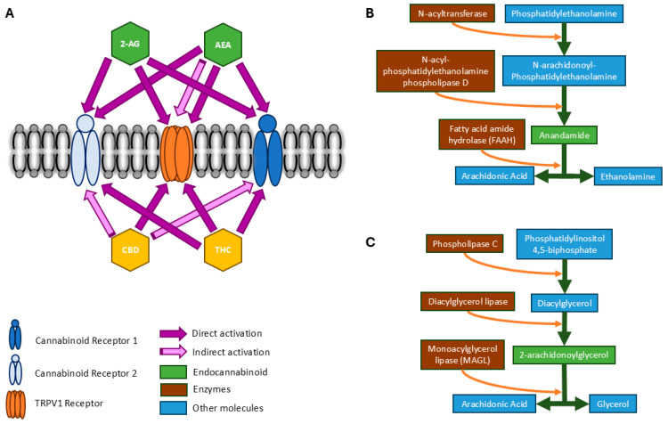 Schematic of major components of the endocannabinoid system. Panel (A) depicts the interaction of different cannabinoids and cell receptors. AEA activates CB2 as a primary agonist and is a partial agonist of CB1. High concentration of AEA activates TRPV1 directly and indirectly. 2-AG activates CB1 and CB2 as an agonist for both and activates TRPV1 at a higher concentration than AEA. Phytocannabinoids (described in more detail below) can also activate the endocannabinoid system. CBD indirectly activates CB1 and CB2 by influencing fatty acid amide hydrolase (FAAH) and monoacylglycerol (MAGL), and by binding to the allosteric site. CBD also activates TRPV1 at low concentrations. THC binds directly to CB1, CB2, and TRPV1 as a partial agonist. Panels (B,C) depict mechanisms of synthesis and degradation of AEA and 2-AG. The on-demand mechanism of endocannabinoid supply involves degradation and synthesis of enzymes. Phosphatidylethanolamine is the precursor of AEA. FAAH is the key enzyme that degrades it. Phosphatidylinositol is the precursor of 2-AG, and MAGL is its degradation enzyme.