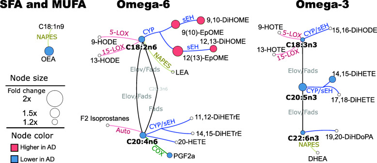 CSF differences in oxylipins and endocannabinoids, between control and AD groups. Fold changes projected on fatty acids, oxylipin, and endocannabinoid metabolic pathway. Only differences with the t-test p < 0.05 and FDR correction at q = 0.2 are shown. The network presents fatty acid metabolic pathway, including saturates and monounsaturates (SFA and MUFA) and omega 3 and omega 6 fatty acids with oxylipins and endocannabinoid synthesis pathway. For clarity purposes, only metabolites detected in CSF are shown. Oxylipin metabolizing enzymes are colored by their class: red—lipoxygenase (LOX) and autoxidation pathway; blue—cytochrome p450 (CYP) epoxygenase; green—cyclooxygenase (COX); yellow—N-acylphosphatidylethanolamide-phospholipase D. Node size represents the fold difference, and the color represents the directionality of the difference: orange—higher in AD; light blue—lower in AD. Key enzymes involved in the metabolic step are abbreviated next to the edge. Fads, fatty acid desaturase; Elov, fatty acid elongase; sEH, soluble epoxide hydrolase; DH, dehydrogenase. Saturated and monounsaturated fatty acids were not measured in this assay and are indicated only to visualize precursors for measured oxylipins and endocannabinoids. Group means for all metabolites together with corresponding t-test p-values are provided in Table S4