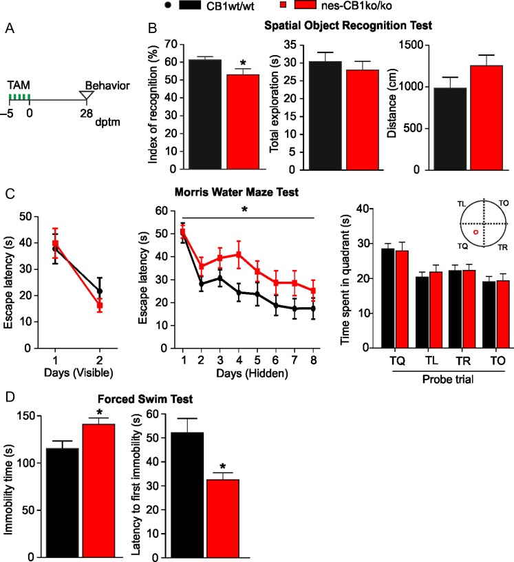 (A) Behavior of CB1wt/wt and nes-CB1ko/ko mice was analyzed at 28 dptm. (B) nes-CB1ko/ko mice in the spatial object recognition test displayed a decrease in the index of recognition, whereas total exploration and total distance traveled were not impaired. N = 19 (CB1wt/wt), n = 13 (nes-CB1ko/ko), *P < 0.05, two-tailed unpaired Student’s t-test. (C) Animals in the Morris water maze test exhibited no genotype difference in escape latency during visible platform trainings. Nes-CB1ko/ko mice showed a decreased performance in Morris water maze training during the days hidden platform search; n = 20 (CB1wt/wt), n = 19 (nes-CB1ko/ko), *P < 0.05, repeated measure 2-way ANOVA; Bonferroni post-test, F = 4.74. After 8 days of training, both genotypes spent the same time in the target quadrant (TQ) during the probe trial. TR, target right; TO, target opposite; TL, target left. (D) nes-CB1ko/ko mice displayed an increase in immobility time and a decrease in latency to first immobility in the forced swim test. N = 19 (CB1wt/wt), n = 13 (nes-CB1ko/ko), *P < 0.05, two-tailed unpaired Student’s t-test. Graphs show mean ± SEM.