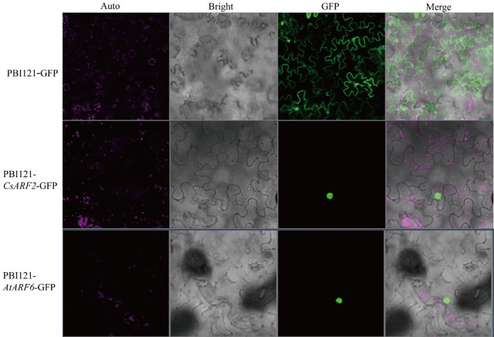 Subcellular localization analysis of CsARF2 in tobacco leaves. A AtARF6 was used as the positive control.