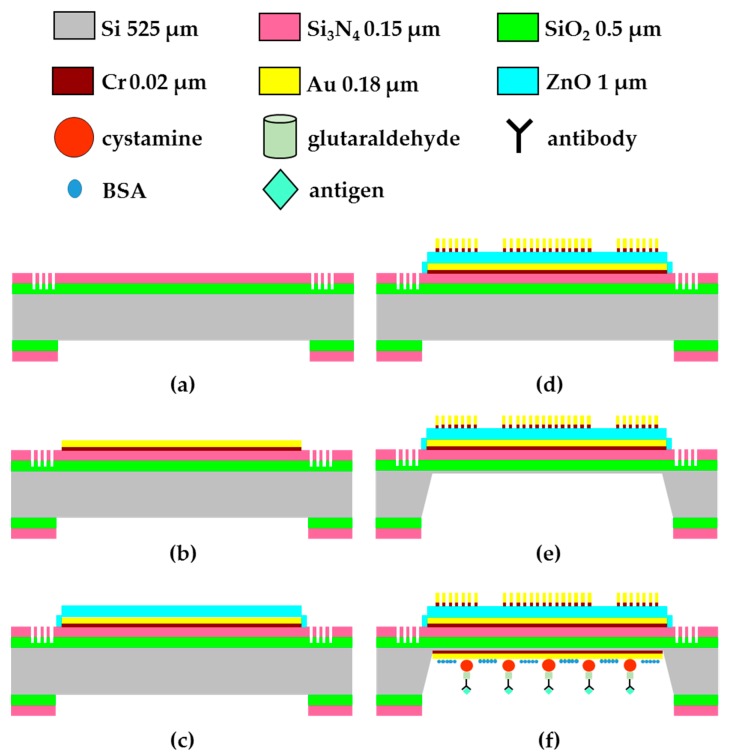 Main processing steps of the proposed FPW device: (a) deposit SiO2/Si3N4, etch Si-groove RGS, and pattern backside SiO2/Si3N4; (b) deposit and pattern Cr/Au ground electrode; (c) deposit and pattern ZnO; (d) deposit and pattern Cr/Au IDTs; (e) etch the backside silicon by using 30 wt % KOH at 60 °C and 30 wt % KOH at 27 °C; (f) the THC antibody has to be coated on the back-side silicon cavity to catch the THC antigen in urine.