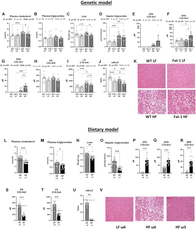 ω-3 PUFA supplementation exert a greater effect improving lipemia and reducing hepatic steatosis compared to fat-1 endogenous production. Panels (A–K) refer to the genetic model and (L–V) to the dietary model. Plasma cholesterol (A, L) and plasma triglycerides (B, M). (C, N) Liver weight. Hepatic concentrations of (D, O) triglycerides, (E, P) EPA, (F, Q) DHA, (G, R) DPA, (H, S) AA, (I, T) LA, (J, U) ω6/ω3 ratio, and (K, V) representative hematoxylin and eosin-stained liver sections. Values are means ± SEM of n = 9–13 mice per group. For the genetic model: two-way ANOVA followed by Tukey’s post-hoc test. P-values of main effects for diet (D) and gene (G) or diet × gene (D × G) interaction are recorded under the title of each graph. For the dietary model: one-way ANOVA followed by Dunnett’s post-hoc test compared to HF-ω6 group. Dotted line represents LF-ω6 group as a reference. *P < .05, **P < .01, ***P < .001.