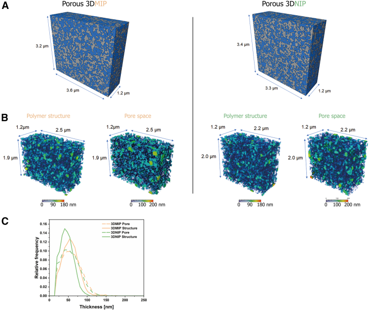 FIB/SEM tomography: 3D reconstruction and local thickness analysis(A) 3D reconstructions generated from FIB/SEM tomography data (gray: polymer matrix; blue: pores), depicting volumes of 13.82 μm3 for the 3DMIP (left) and 13.46 μm3 for the 3DNIP (right). They confirm the highly porous architecture and interconnected pore networks. See also videos S1 and S2 for further information.(B) 3D volumes illustrating the spatial distribution of pores and polymer in 3DMIP (left) and 3DNIP (right) with color-coded thicknesses as obtained from local thickness analysis.(C) Quantitative distributions of pore and polymer matrix thicknesses derived from local thickness analysis.