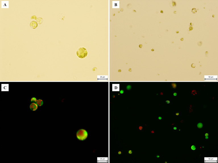 Microphotography of C. sativa ‘USO 31’ protoplasts isolated from 1–2-week-old leaves of in vitro seedlings. Freshly isolated protoplasts stained with FDA viability 83.2%. (A, B) Observed under transmitted light at 40× and 20× magnifications. (C, D) Observed under broad-spectrum UV light at 40× and 20× magnifications.