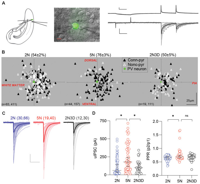 Experience-dependent maturation of PV-IN→Pyr synaptic connectivity. (A) Configuration of dual patch-clamp recording in the layer 2/3 visual cortex of G42 mice expressing GFP in PV-INs. Example of 10 consecutive unitary inhibitory postsynaptic currents (uIPSCs) recorded in the pyramidal cell in response to action potentials elicited in the presynaptic PV-IN. Individual responses in gray, average in black. Scale bars represent 20 mV, 100 pA, and 50 ms. (B) Connection probability and relative positions of PV-INs (green filled circles) and pyramidal cells (triangles) in layer 2/3 visual cortical slices from normal-reared 2-week-old mice (2N), normal-reared 5-week-old mice (5N), or 5-week-old mice reared in the dark when 2 weeks old (2N3D). Black triangles represent connected PV-IN→Pyr pairs, white triangles represent non-connected pairs. (C) Each superimposed trace represents the averaged uIPSCs (15 sweeps) from a connected pair recorded in 2N, 5N, and 2N3D mice. Thick traces represent the group’s grand average. Scale bars represent 100 pA and 50 ms. (D) Summary graphs depicting the uIPSC amplitude, on the left, and the pair-pulse ratio (PPR) recorded in the three rearing-experience groups. Circles represent individual cases, horizontal bars indicate the median with 95% CI. The number of mice and cell pairs is indicated in parentheses in (B,C). Asterisks indicate p < 0.05. ns: not significant.