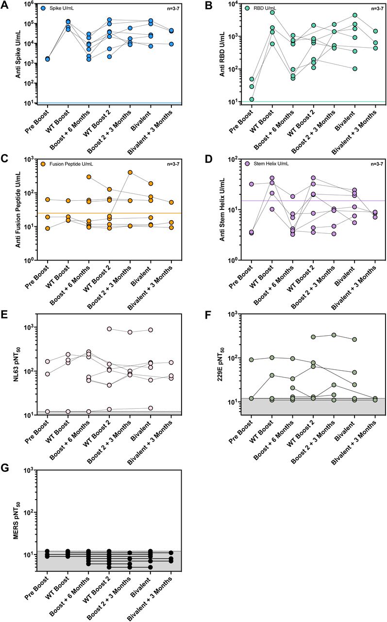 Repeated vaccination does not correlate with antigen specific antibodies, nor does it increase neutralization against alpha coronaviruses or MERS.(A-D) ELISA (average of n = 2 technical replicates) results for anti-SARS-CoV-2 Spike (A), anti-RBD (B), anti-Fusion Peptide (C), and anti-Stem Helix (D) antibodies. One U/mL is defined as the equivalent reactivity seen by 1 µg/mL RBDCOV182 antibody or 1 µg/mL S2P6 for SH or 1 µg/mL 76E1 for FP. Each line corresponds to a single donor over time.(E-G) Neutralizing titer (average of n = 2 technical replicates) against NL63 (E), 229E (F), or MERS (G) was assessed for longitudinal timepoints. Each line corresponds to a single donor over time.