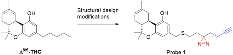 Design of photoaffinity probe 1. The photoreactive diazirine is highlighted in red, the alkyne ligation handle in blue.